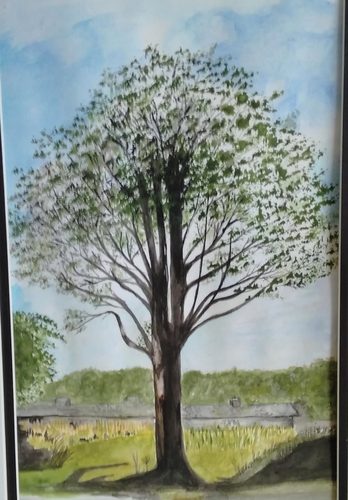 Watercolour, favourite tree.